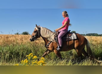 Autres chevaux de trait, Hongre, 4 Ans, 152 cm, Alezan brûlé