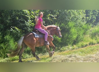 Autres chevaux de trait, Hongre, 4 Ans, 152 cm, Alezan brûlé