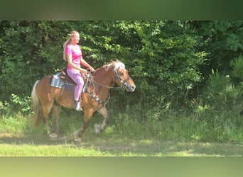 Autres chevaux de trait, Hongre, 4 Ans, 152 cm, Alezan brûlé