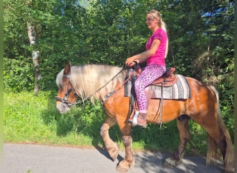 Autres chevaux de trait, Hongre, 4 Ans, 152 cm, Alezan brûlé