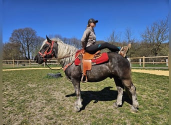 Autres chevaux de trait, Hongre, 4 Ans, 153 cm, Alezan brûlé