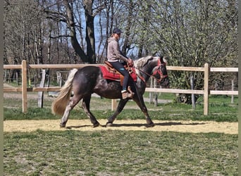 Autres chevaux de trait, Hongre, 4 Ans, 153 cm, Alezan brûlé