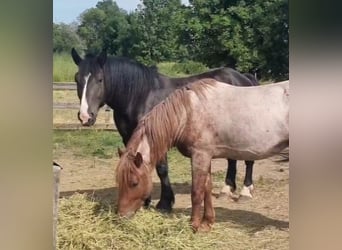 Autres chevaux de trait, Hongre, 4 Ans, 155 cm, Noir