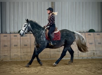 Autres chevaux de trait, Hongre, 4 Ans, 155 cm, Rouan bleu