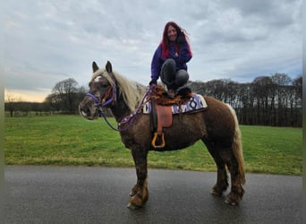 Autres chevaux de trait, Hongre, 4 Ans, 156 cm, Alezan brûlé