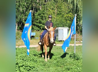 Autres chevaux de trait, Hongre, 4 Ans, 157 cm, Alezan