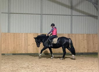 Autres chevaux de trait Croisé, Hongre, 4 Ans, 157 cm, Noir