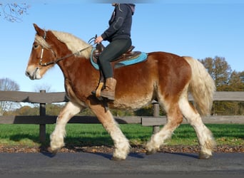 Autres chevaux de trait, Hongre, 4 Ans, 158 cm, Alezan
