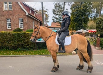 Autres chevaux de trait, Hongre, 4 Ans, 160 cm, Alezan dun