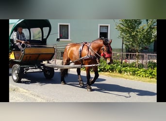 Autres chevaux de trait, Hongre, 4 Ans, 160 cm, Bai