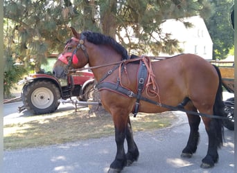 Autres chevaux de trait, Hongre, 4 Ans, 160 cm, Bai