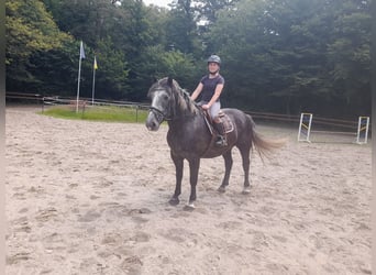 Autres chevaux de trait, Hongre, 4 Ans, 162 cm, Gris noir