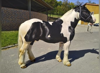 Autres chevaux de trait, Hongre, 4 Ans, 162 cm, Pinto