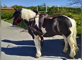 Autres chevaux de trait, Hongre, 4 Ans, 162 cm, Pinto