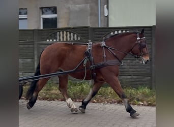 Autres chevaux de trait, Hongre, 4 Ans, 163 cm, Bai