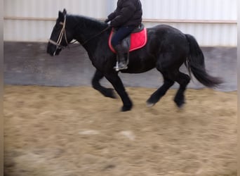 Autres chevaux de trait, Hongre, 4 Ans, 164 cm, Noir