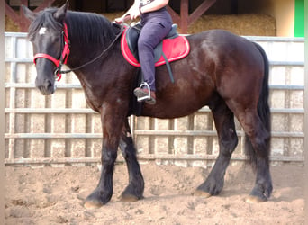 Autres chevaux de trait, Hongre, 4 Ans, 165 cm, Noir