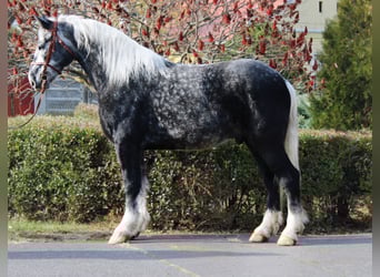 Autres chevaux de trait, Hongre, 4 Ans, 170 cm, Gris pommelé