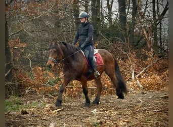 Autres chevaux de trait, Hongre, 5 Ans, 150 cm, Bai