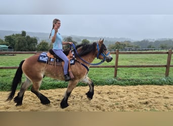 Autres chevaux de trait, Hongre, 5 Ans, 153 cm, Bai