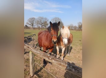 Autres chevaux de trait Croisé, Hongre, 5 Ans, 155 cm, Bai