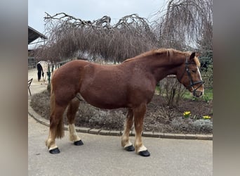 Autres chevaux de trait, Hongre, 5 Ans, 158 cm, Alezan brûlé