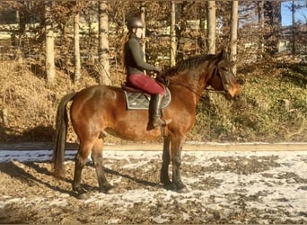 Autres chevaux de trait, Hongre, 5 Ans, 160 cm, Noir