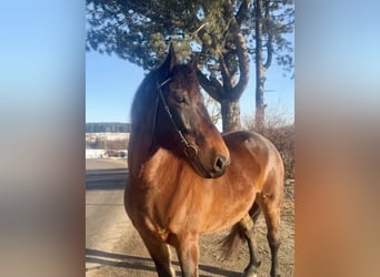 Autres chevaux de trait, Hongre, 5 Ans, 160 cm, Noir