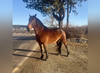 Autres chevaux de trait, Hongre, 5 Ans, 160 cm, Noir