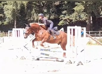 Autres chevaux de trait, Hongre, 5 Ans, 161 cm, Alezan brûlé