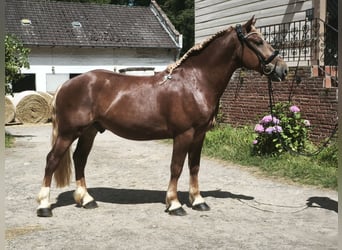 Autres chevaux de trait, Hongre, 5 Ans, 161 cm, Alezan brûlé