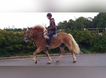 Autres chevaux de trait, Hongre, 5 Ans, 164 cm, Alezan