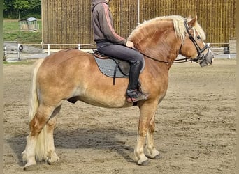 Autres chevaux de trait, Hongre, 5 Ans, 164 cm, Alezan