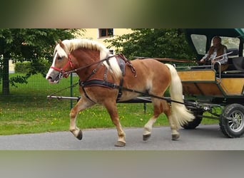 Autres chevaux de trait, Hongre, 5 Ans, 164 cm, Alezan