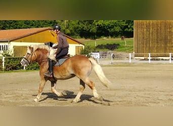 Autres chevaux de trait, Hongre, 5 Ans, 164 cm, Alezan