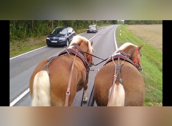Autres chevaux de trait, Hongre, 5 Ans, 164 cm, Alezan