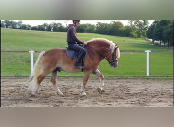 Autres chevaux de trait, Hongre, 5 Ans, 164 cm, Alezan