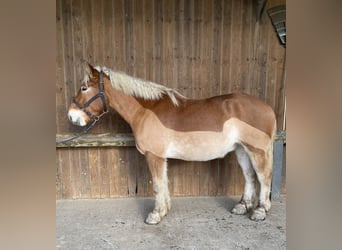 Autres chevaux de trait, Hongre, 5 Ans, 167 cm, Alezan