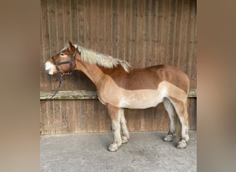 Autres chevaux de trait, Hongre, 5 Ans, 167 cm, Alezan