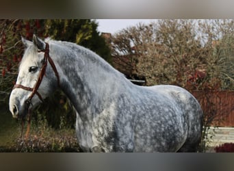 Autres chevaux de trait, Hongre, 5 Ans, 169 cm, Gris