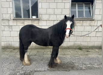 Autres chevaux de trait Croisé, Hongre, 6 Ans, 125 cm, Noir