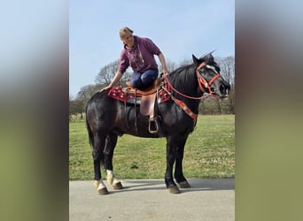 Autres chevaux de trait Croisé, Hongre, 6 Ans, 152 cm, Noir