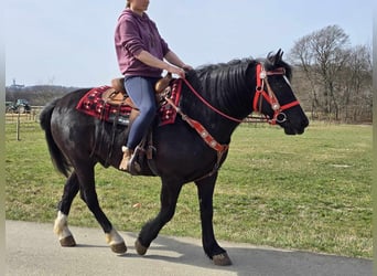Autres chevaux de trait Croisé, Hongre, 6 Ans, 152 cm, Noir
