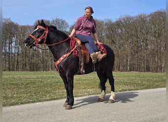 Autres chevaux de trait Croisé, Hongre, 6 Ans, 152 cm, Noir