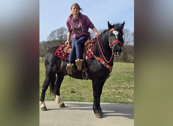 Autres chevaux de trait Croisé, Hongre, 6 Ans, 152 cm, Noir