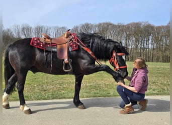 Autres chevaux de trait Croisé, Hongre, 6 Ans, 152 cm, Noir
