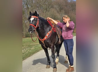 Autres chevaux de trait Croisé, Hongre, 6 Ans, 152 cm, Noir