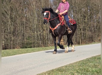 Autres chevaux de trait Croisé, Hongre, 6 Ans, 152 cm, Noir