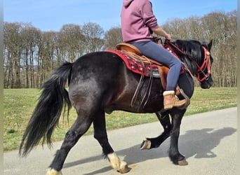 Autres chevaux de trait Croisé, Hongre, 6 Ans, 152 cm, Noir