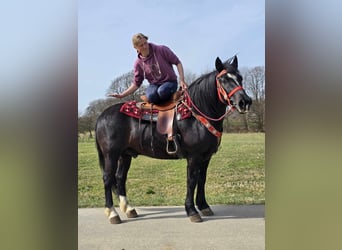 Autres chevaux de trait Croisé, Hongre, 6 Ans, 152 cm, Noir